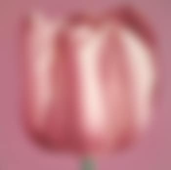 Tulip (preview)