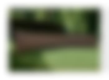 Schulhof's Curve (preview)