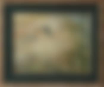 African bee-eaters (preview)
