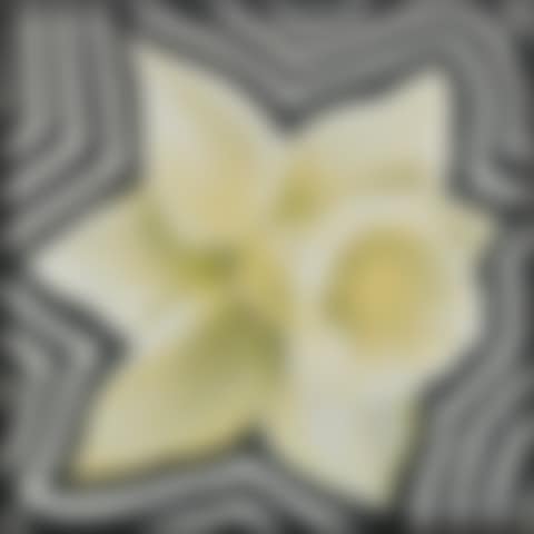 White Electric Daffodil (preview)