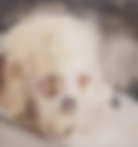 Skull (preview)